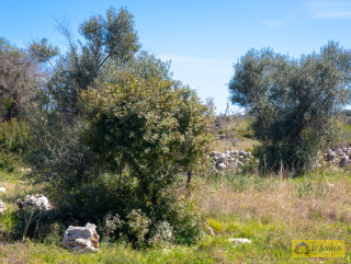 foto immobile Terreno edificabile vista mare, a 1,5 km dalla spiaggia con ulivi e piante tipiche del Salento  n. 36