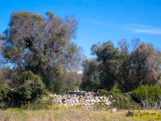 foto immobile Terreno edificabile vista mare, a 1,5 km dalla spiaggia con ulivi e piante tipiche del Salento  n. 37