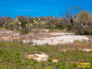 foto immobile Terreno edificabile vista mare, a 1,5 km dalla spiaggia con ulivi e piante tipiche del Salento  n. 49