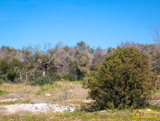 foto immobile Terreno edificabile vista mare, a 1,5 km dalla spiaggia con ulivi e piante tipiche del Salento  n. 35