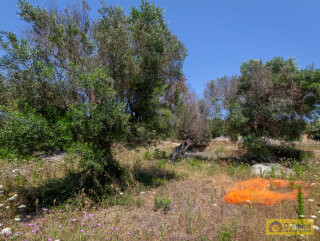 foto immobile Progetto per Villa con Piscina in collina, tra alberi di ulivo secolari  n. 6