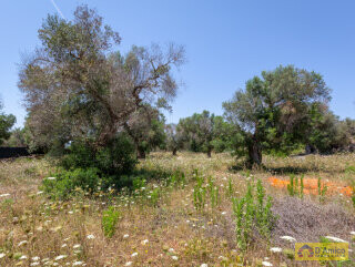 foto immobile Progetto per Villa con Piscina in collina, tra alberi di ulivo secolari  n. 9