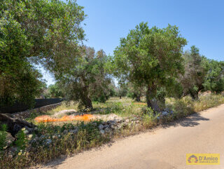foto immobile Progetto per Villa con Piscina in collina, tra alberi di ulivo secolari  n. 10