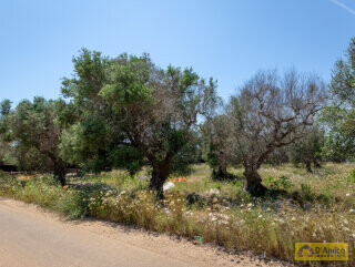 foto immobile Progetto per Villa con Piscina in collina, tra alberi di ulivo secolari  n. 12