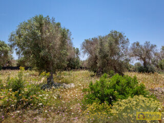 foto immobile Progetto per Villa con Piscina in collina, tra alberi di ulivo secolari  n. 14