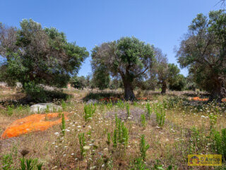 foto immobile Progetto per Villa con Piscina in collina, tra alberi di ulivo secolari  n. 23