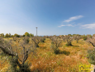 foto immobile Terreno vista mare con fabbricato rurale e progetto per Villa a Pescoluse n. 32
