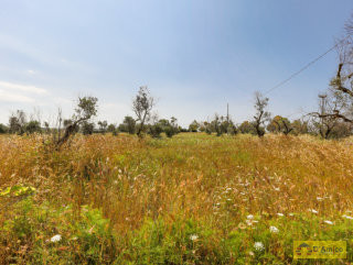 foto immobile Terreno vista mare con fabbricato rurale e progetto per Villa a Pescoluse n. 33