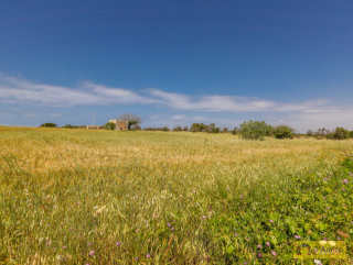 foto immobile Terreno vista mare con fabbricato rurale e progetto per Villa a Pescoluse n. 18