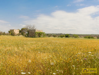 foto immobile Terreno vista mare con fabbricato rurale e progetto per Villa a Pescoluse n. 24