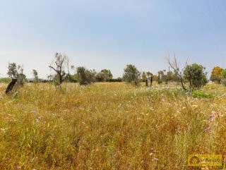 foto immobile Terreno vista mare con fabbricato rurale e progetto per Villa a Pescoluse n. 29