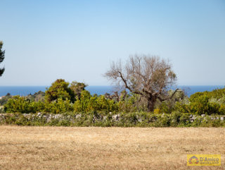 foto immobile Terreno per Villa con Piscina vista mare con 2 fabbricati rurali, a 4km da Pescoluse n. 16