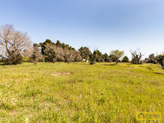 foto immobile Terreno per Villa con Piscina vista mare con 2 fabbricati rurali, a 4km da Pescoluse n. 38