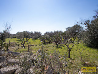 foto immobile Terreno con Pajara e Lamione vista mare a pochi chilometri da Pescoluse n. 11