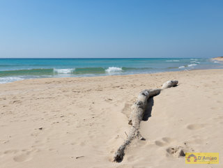 foto immobile Terreno fronte spiaggia per Stabilimento Balneare a Pescoluse n. 8
