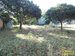 foto immobile Villa Antica con giardino  a Morciano di Leuca  n. 18