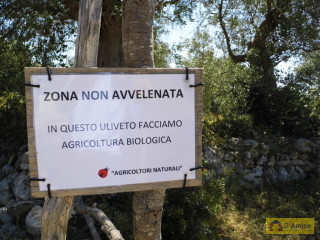 foto immobile Terreno con ulivi, a 4 km dal mare, per costruire Villa con Piscina  n. 2