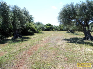 foto immobile Terreno con ulivi, a 4 km dal mare, per costruire Villa con Piscina  n. 3