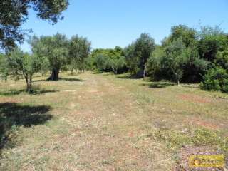 foto immobile Terreno con ulivi, a 4 km dal mare, per costruire Villa con Piscina  n. 4