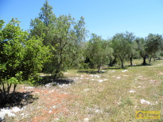 foto immobile Terreno con ulivi, a 4 km dal mare, per costruire Villa con Piscina  n. 6