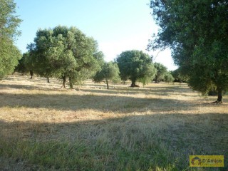 foto immobile Terreno con ulivi, a 4 km dal mare, per costruire Villa con Piscina  n. 7