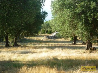 foto immobile Terreno con ulivi, a 4 km dal mare, per costruire Villa con Piscina  n. 8