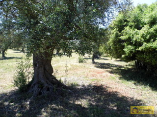 foto immobile Terreno con ulivi, a 4 km dal mare, per costruire Villa con Piscina  n. 10