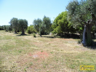 foto immobile Terreno con ulivi, a 4 km dal mare, per costruire Villa con Piscina  n. 11
