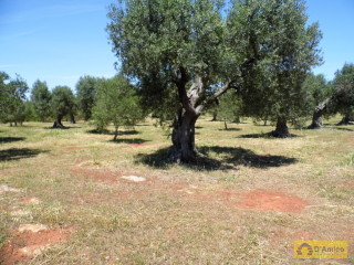 foto immobile Terreno con ulivi, a 4 km dal mare, per costruire Villa con Piscina  n. 12
