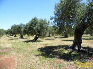 foto immobile Terreno con ulivi, a 4 km dal mare, per costruire Villa con Piscina  n. 13