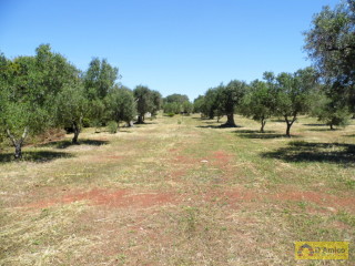 foto immobile Terreno con ulivi, a 4 km dal mare, per costruire Villa con Piscina  n. 14