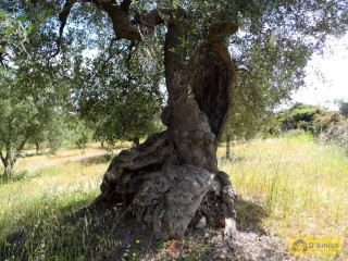 foto immobile Terreno edificabile di 19.299 mq per Villa di 192 mq con Piscina a Torre Vado  n. 3
