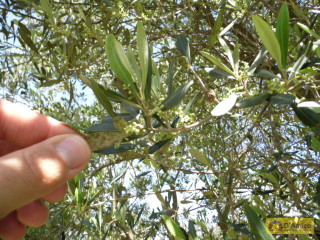 foto immobile Terreno edificabile di 19.299 mq per Villa di 192 mq con Piscina a Torre Vado  n. 4