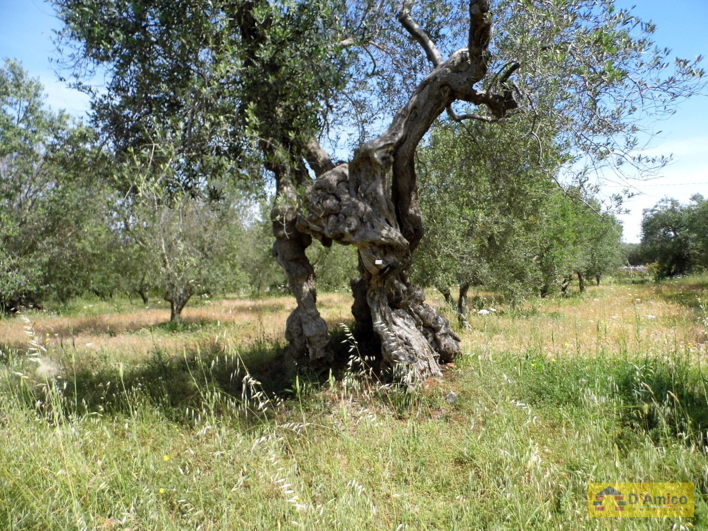 foto immobile Terreno edificabile di 19.299 mq per Villa di 192 mq con Piscina a Torre Vado  n. 9