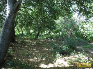 foto immobile Terreno edificabile di 19.299 mq per Villa di 192 mq con Piscina a Torre Vado  n. 8