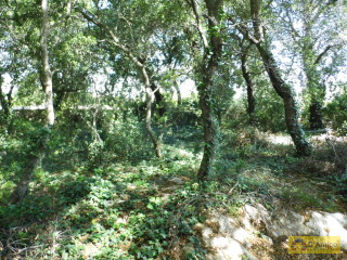 foto immobile Terreno edificabile di 19.299 mq per Villa di 192 mq con Piscina a Torre Vado  n. 9