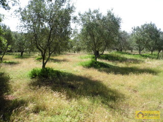 foto immobile Terreno edificabile di 19.299 mq per Villa di 192 mq con Piscina a Torre Vado  n. 11