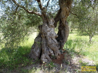 foto immobile Terreno edificabile di 19.299 mq per Villa di 192 mq con Piscina a Torre Vado  n. 7