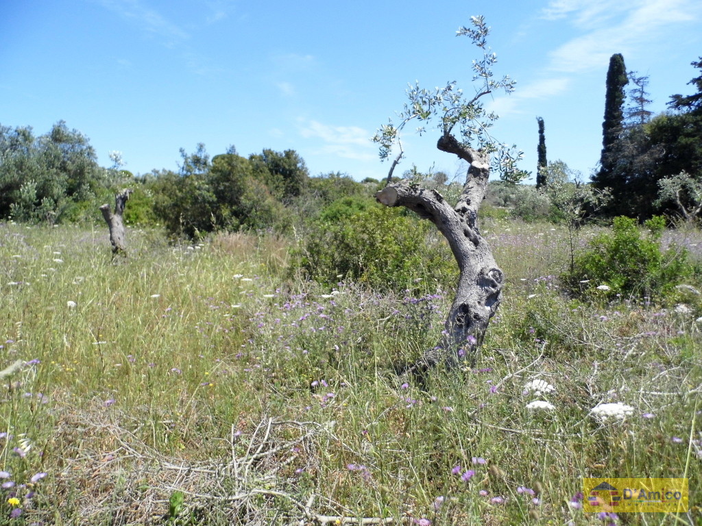 foto immobile Terreno edificabile a Santa Maria di Leuca con progetto per Villa di 300mq n. 9