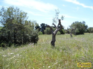 foto immobile Terreno edificabile a Santa Maria di Leuca con progetto per Villa di 300mq n. 11