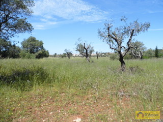 foto immobile Terreno edificabile a Santa Maria di Leuca con progetto per Villa di 300mq n. 3