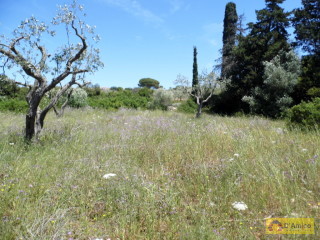 foto immobile Terreno edificabile a Santa Maria di Leuca con progetto per Villa di 300mq n. 7