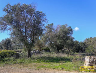 foto immobile Terreno con progetto Villa e Piscina, con ulivi e cespugli mediterranei. n. 12