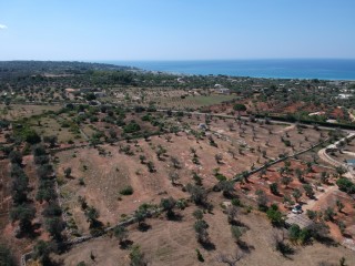 Building land with sea view, 1.5 km from the beach with olive trees and typical plants of Salento 