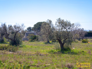 foto immobile Terreno edificabile vista mare, a 1,5 km dalla spiaggia con ulivi e piante tipiche del Salento  n. 26