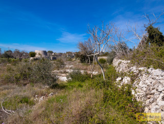 foto immobile Terreno edificabile vista mare, a 1,5 km dalla spiaggia con ulivi e piante tipiche del Salento  n. 51