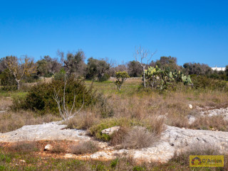 foto immobile Terreno edificabile vista mare, a 1,5 km dalla spiaggia con ulivi e piante tipiche del Salento  n. 30