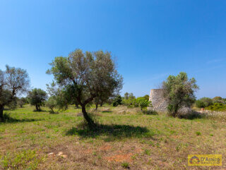 foto immobile Terreno con 2 Lamioni e Progetto per Piscina a Torre Pali n. 15
