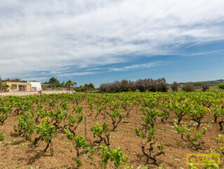 foto immobile Villa vista mare con Piscina e Vigneto a Pescoluse n. 12
