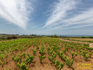 foto immobile Villa vista mare con Piscina e Vigneto a Pescoluse n. 10